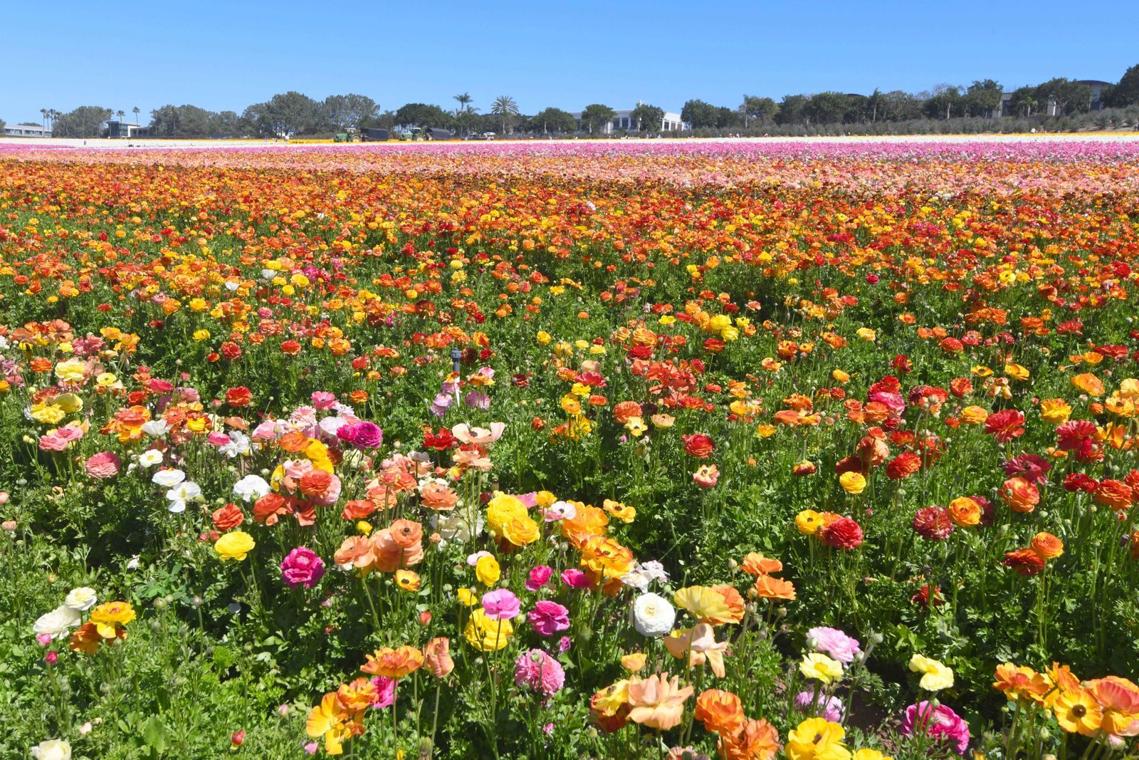 Rows of colorful ranunculus in bloom at a Carlsbad flower field under a blue sky